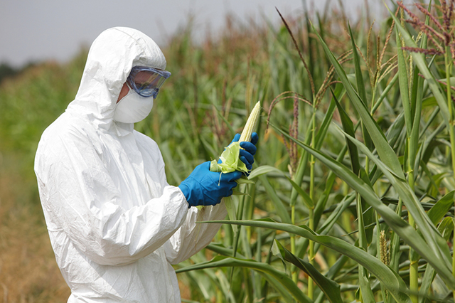 Выращивание ГМО-кукурузы