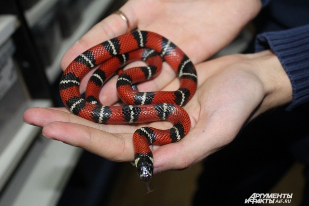 Морфные змеи - нетипичного окраса - считаются особым шиком среди любителей экзотики. 