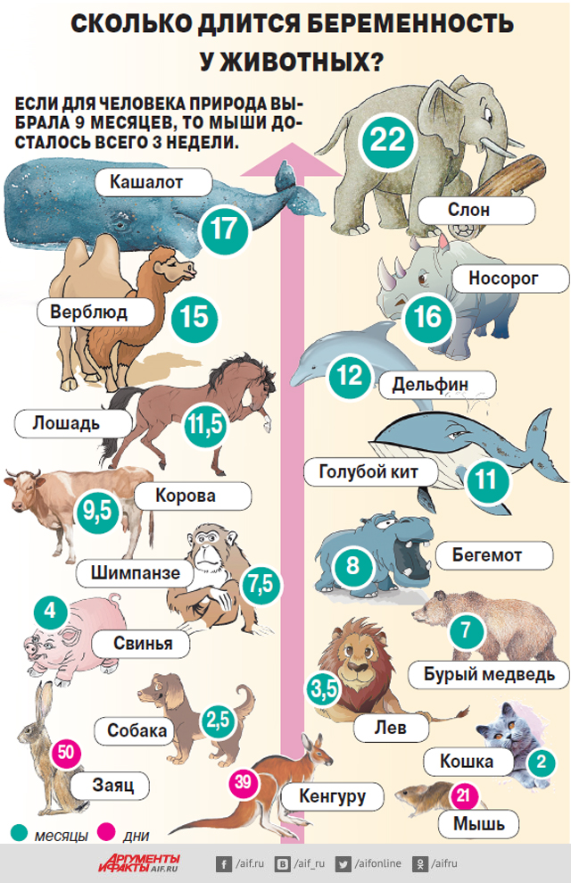 Самая долгая беременность у млекопитающих