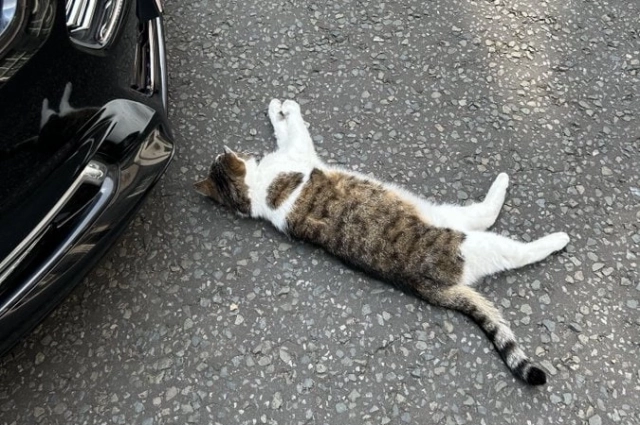 Кот Ларри