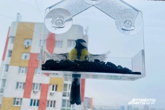 Народный праздник 4 ноября - прекрасный повод покормить птиц.