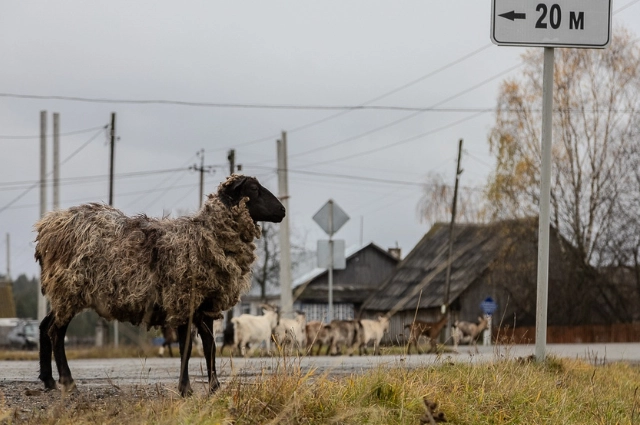 Посуда пасью – бес нагадит. В селе Роща знакомят с бытованием старообрядцев