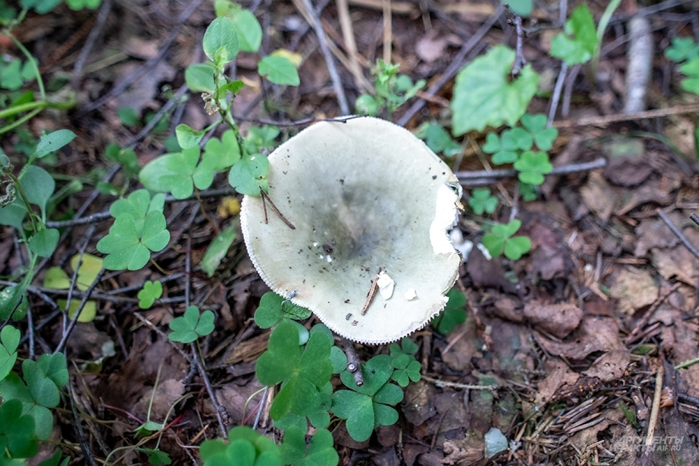 На фото: Сыроежка зеленая