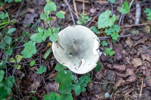 Сыроежку нелегко заметить среди листвы.