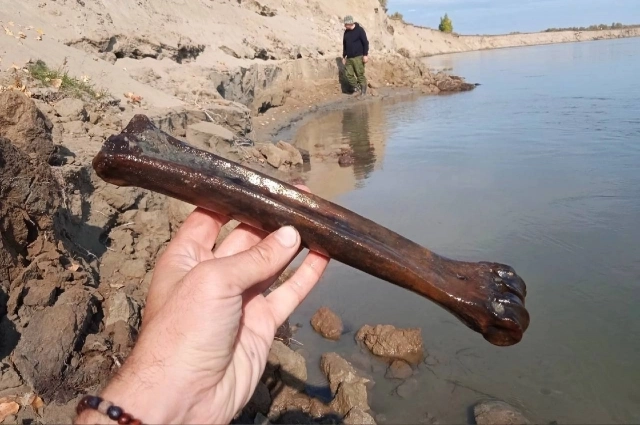 На берегу рек также находят кости мамонтов.