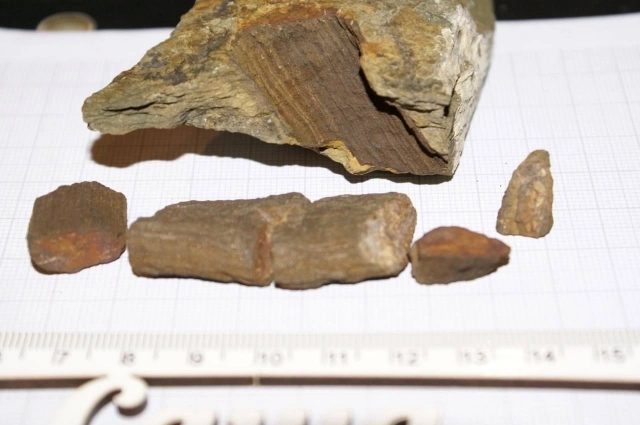 Девонское дерево.