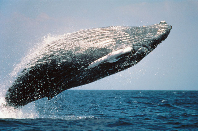 горбатый кит — один из самых энергичных и акробатичных больших китов, чьё поведение, включая эффектное выпрыгивание из воды, привлекает к нему внимание туристов. 
