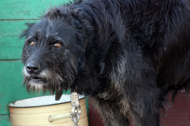 Агрессивная собака.