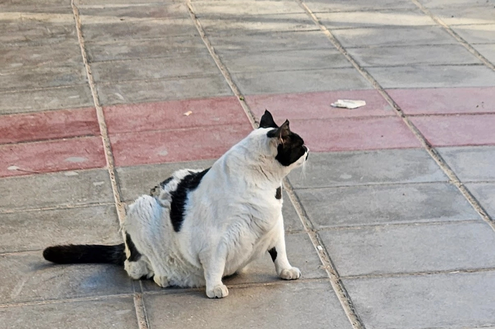 Кот Чонкус.