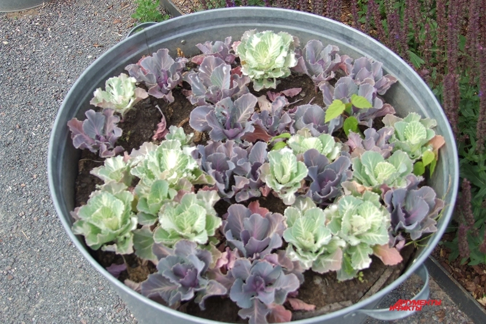 Такой вот контейнерный альпинарий из...капусты