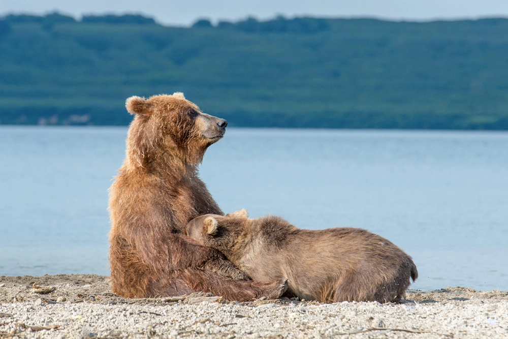 Забота о малышах.