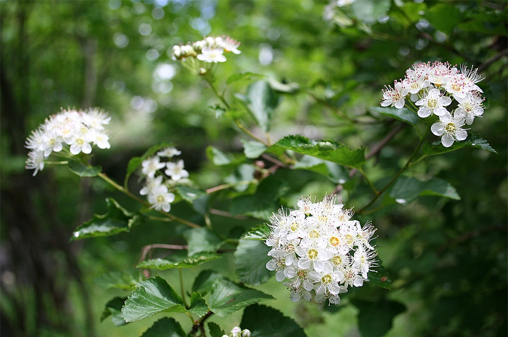 Пузыреплодник калинолистный.