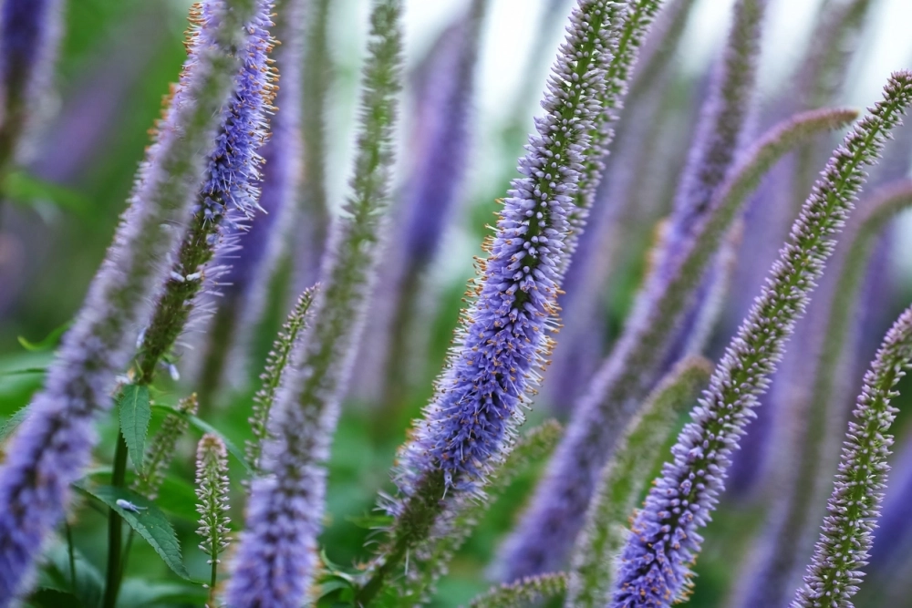 Вероника нитевидная.