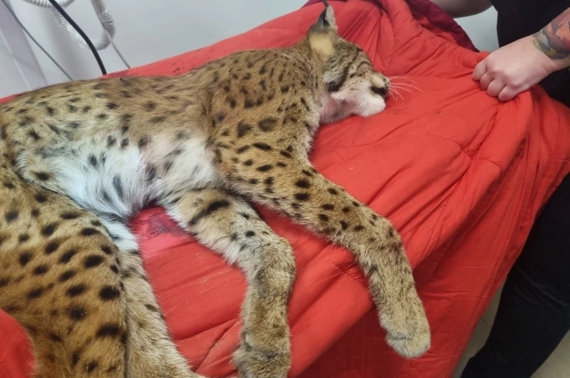 Центру всегда требуется помощь