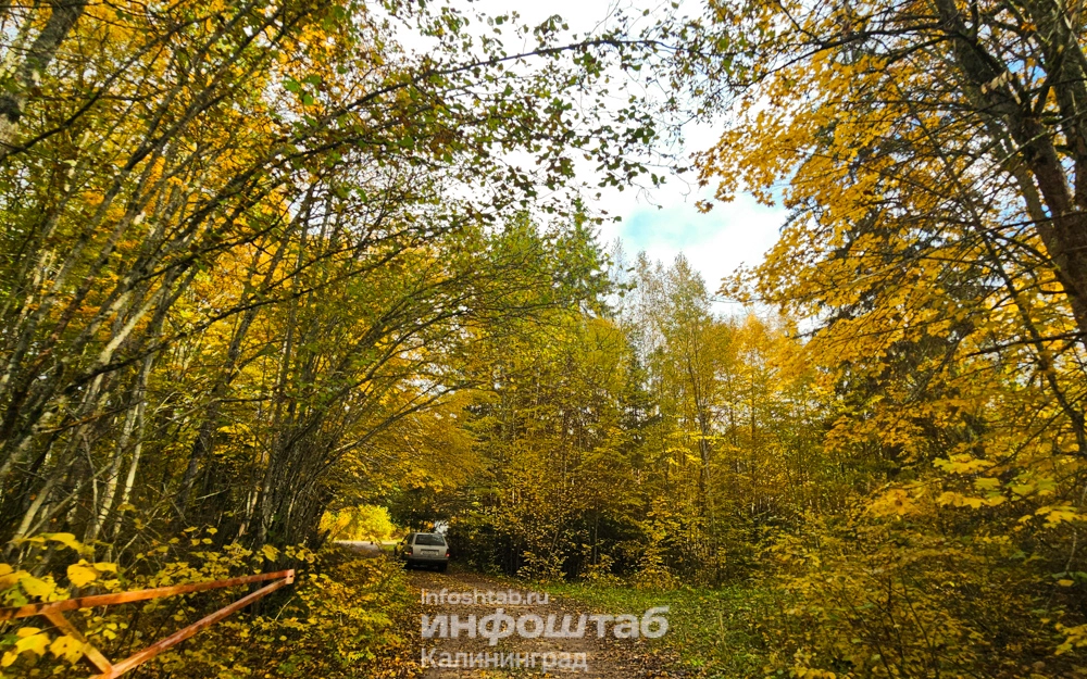 Лес, Краснолесье, дорога, Природа