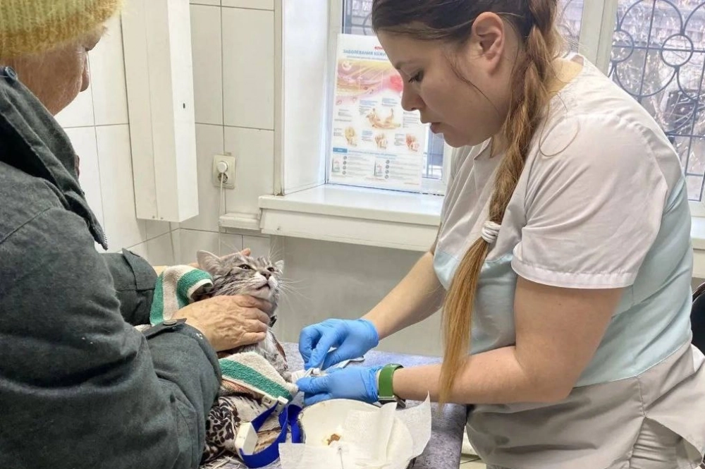 За жизнь кота несколько часов боролись врачи.