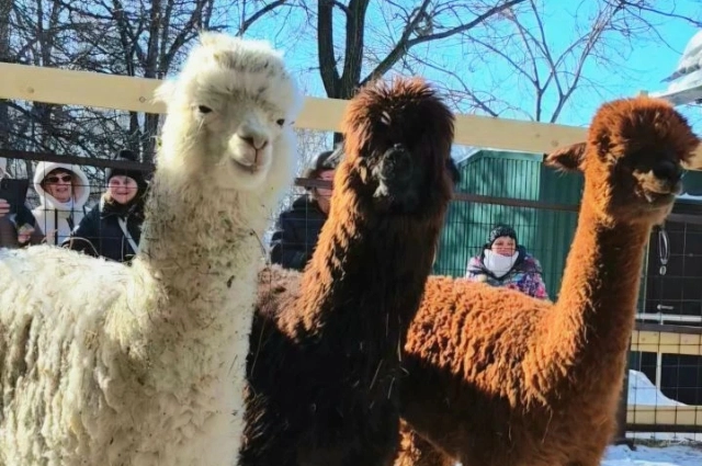 Альпаки