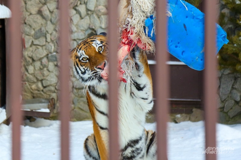 Амурская тигрица Джуна. Родилась в неволе