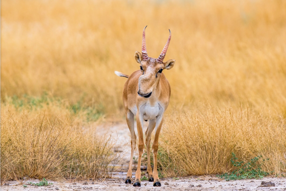 Почему у сайгака такой странный нос?