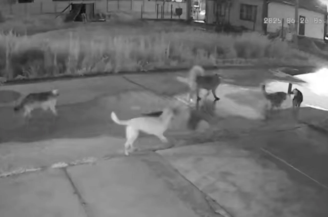 Кадр из нашумевшего видео.