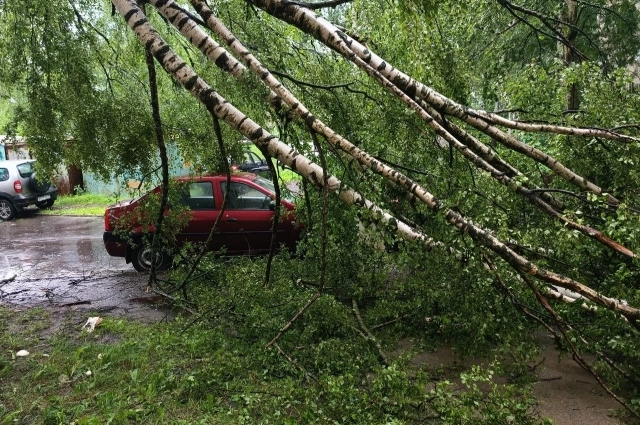 Береза упала на машины во дворе жилого дома в Брагине. 