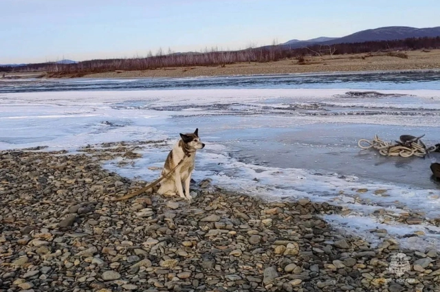собака рыбаков