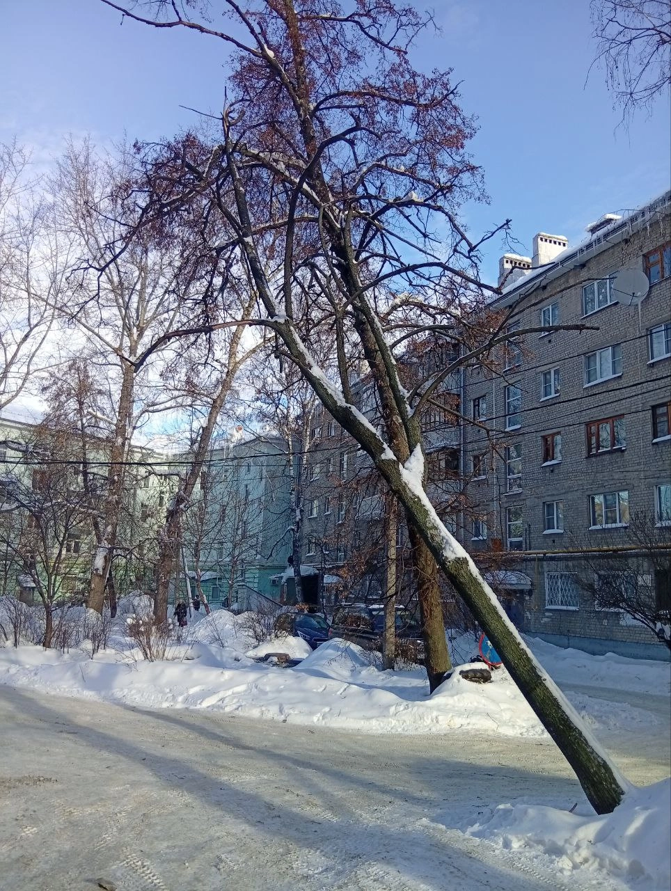 Жильцы стоящих рядом домов Мы готовы и сами спилить это дерево, но знаем, что за это грозят немалые штрафы, поэтому рисковать не хоти
