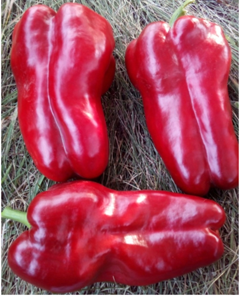 Квадрат Дасти Гианто