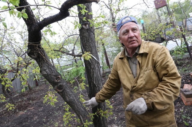 Николай Павлович рассказывает, что первая культурная вишня появилась в 1970-е.