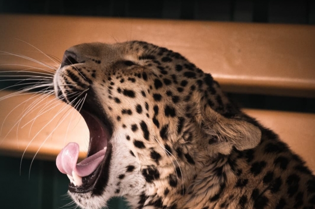 Леопард Ева потихоньку осваивается на Африканском континенте.