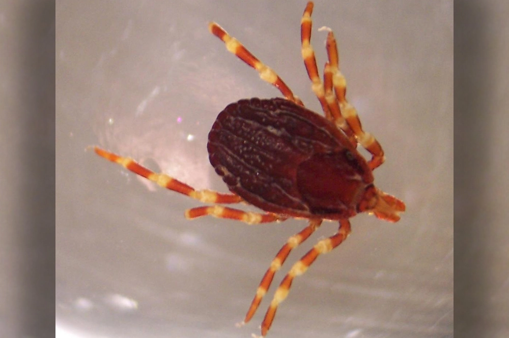 Клещ вида Hyalomma обитает только на юге страны.