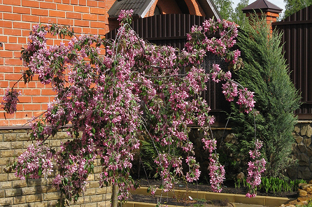 ‘Чил’с Випинг’ – сорт с плакучей кроной, на свисающих вниз побегах которого весной раскрываются многочисленные ароматные насыщенно-розовые цветки.