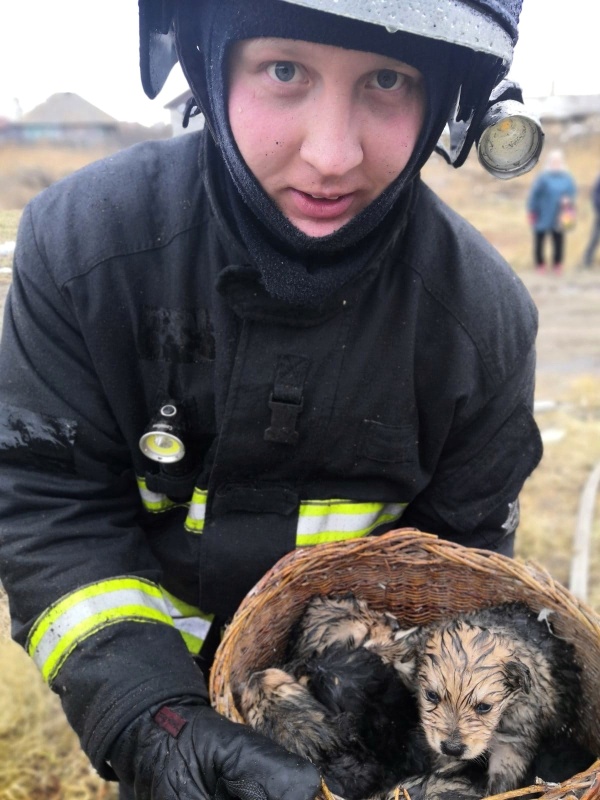 пожар щенки