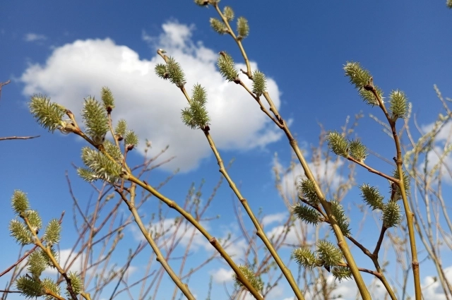 Верба — первая красавица, просыпающаяся после холодов.