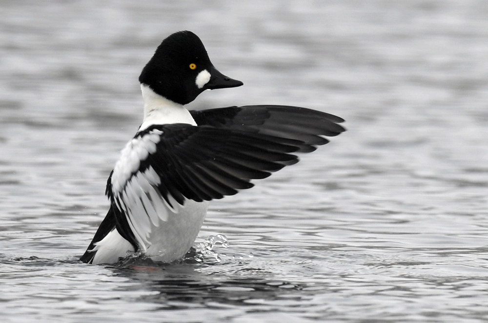 Обыкновенный гоголь.