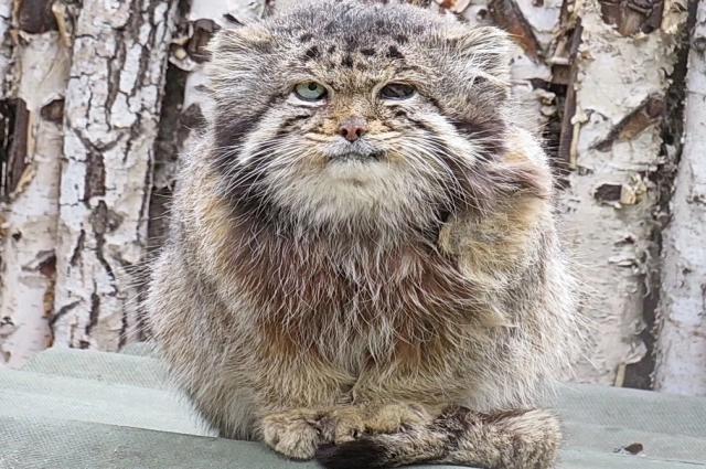 Манулу по имени Караганда было около 15 лет.