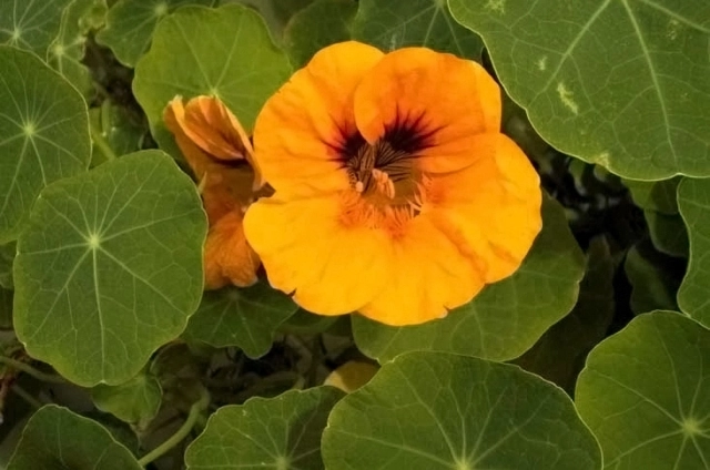 У настурции съедобно всё, кроме корня.