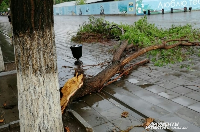В Оренбурге от стихии пострадали деревья.