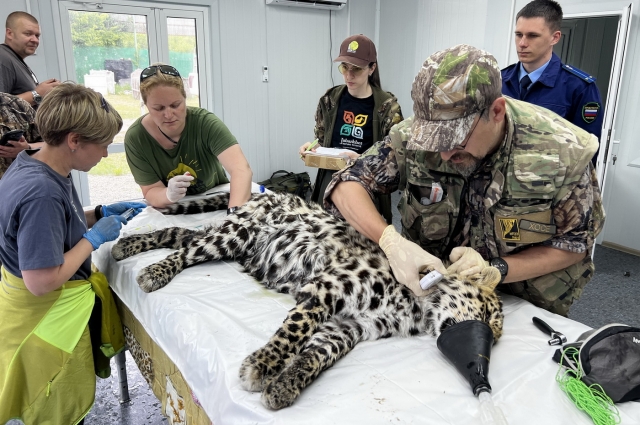 Прежде чем выпустить леопарда на свободу, его осмотрели специалисты. Эксперты пришли к выводу, что хищник здоров.