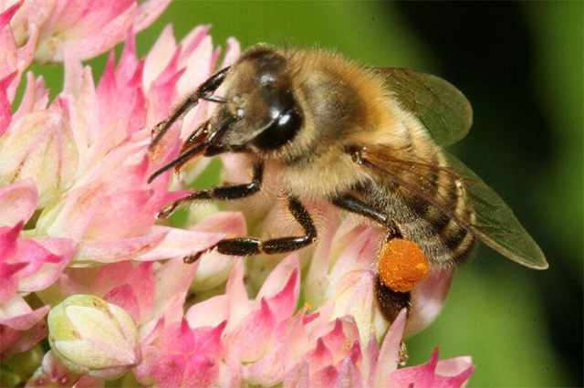 Пчела, собирающая пыльцу. На увеличенном изображении хорошо виден комок обножки на задней ноге пчелы.