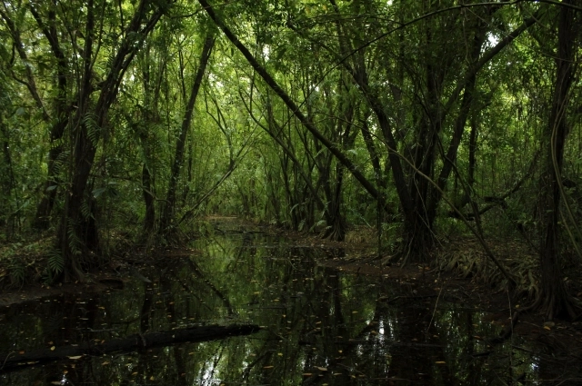 Люди не ходили в лес без крайней нужды.