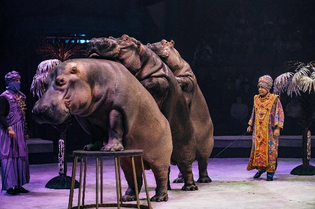 Шоу Гии Эрадзе