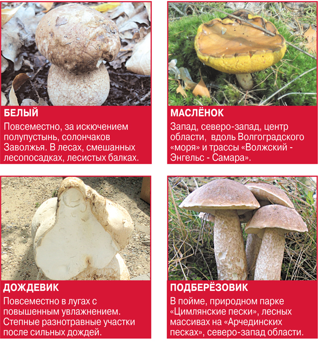 Какие грибы можно есть в сыром виде список с фото