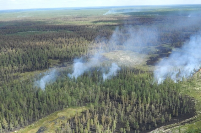 За всё лето от огня пострадало около 20 га леса.