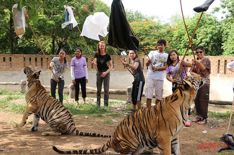 И молодые, и взрослые тигры очень любят играть например, с палкой, украшенной воздушными шариками, или просто полиэтиленовыми пакетами