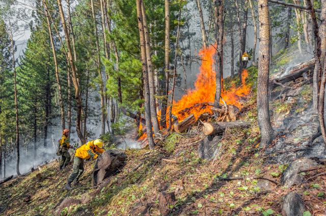Приземлиться пожарные могут даже на кроны деревьев, если не нашлось подходящей поляны.