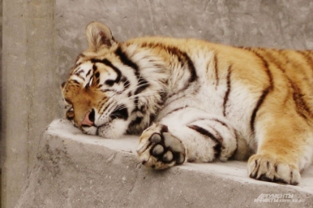 Тигр в парке-львов «Тайган».