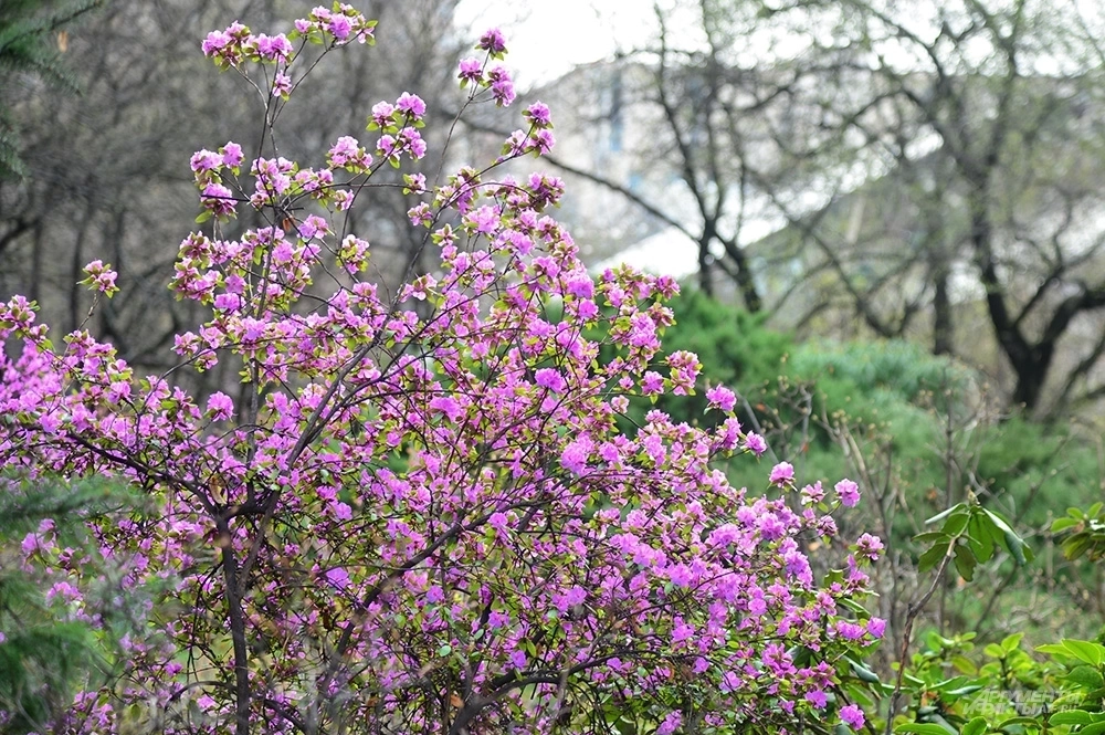 Цветени сакуры в Аптекарском огороде.