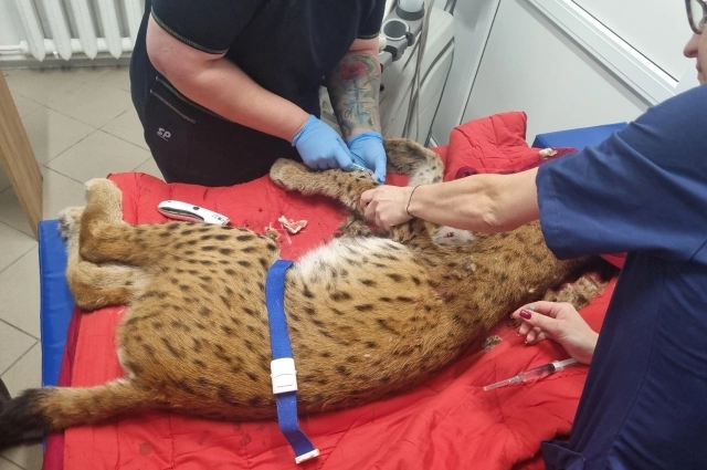 Ветеринары бились за жизнь редкого животного