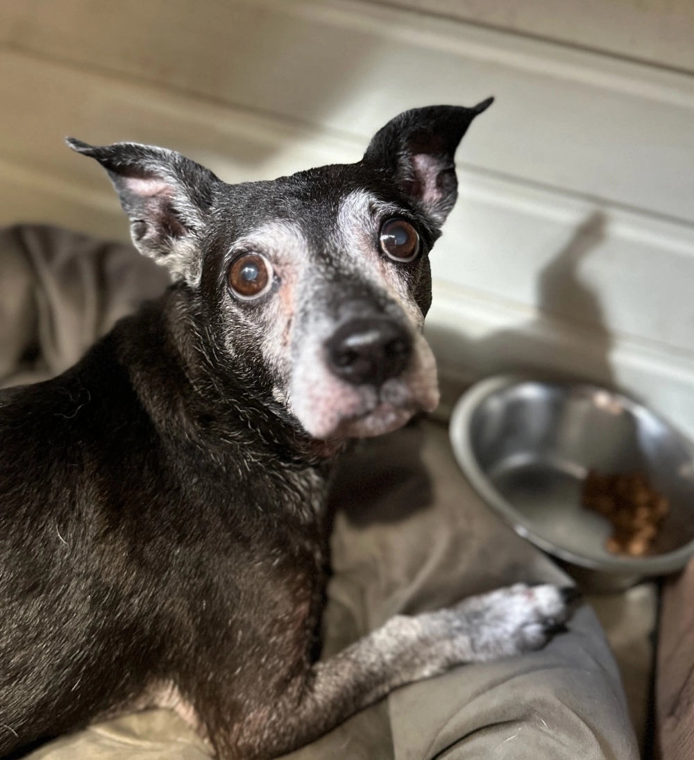 Нехватка денег на корма и лечение для животных — проблема, с которой сталкиваются многие приюты в области. 